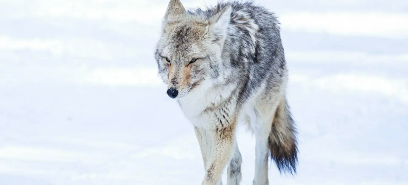 Private Big Sky Snowshoe Safari with Grizzly & Wolf Center