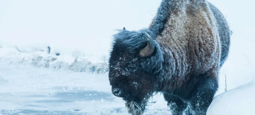 Private Big Sky Snowshoe Safari with Grizzly & Wolf Center