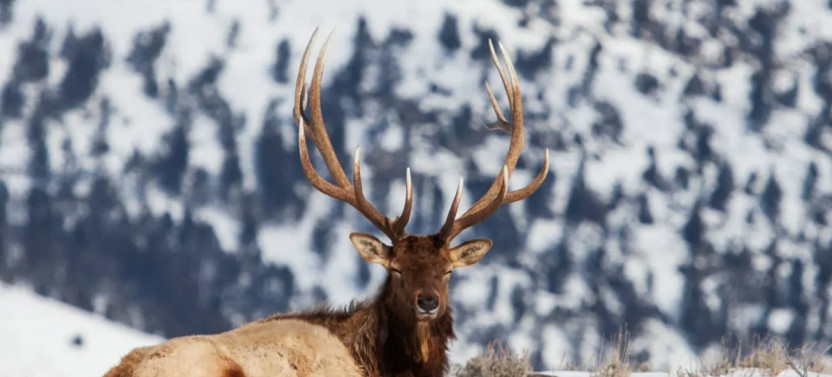 Private Winter Wildlife & Landscape Photography Tour in Yellowstone