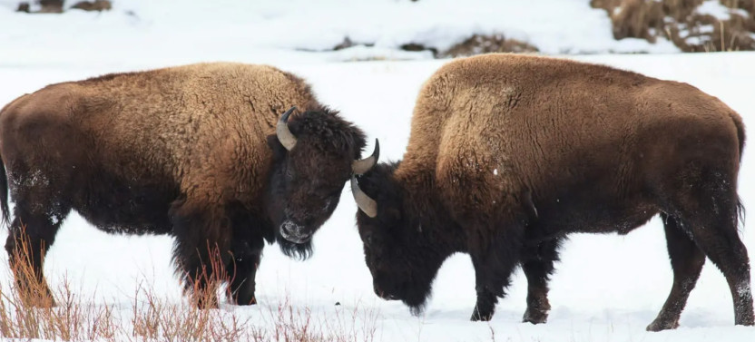 Private Winter Wildlife & Landscape Photography Tour in Yellowstone