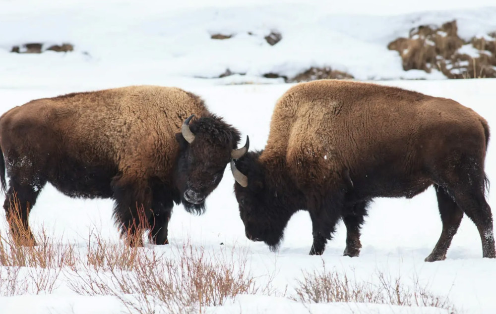 Private Winter Wildlife & Landscape Photography Tour in Yellowstone