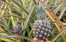 Malama Tours5