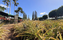 Malama Tours7