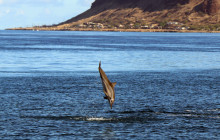 Malama Tours13