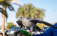 Funtours - Desert Safari Dubai17