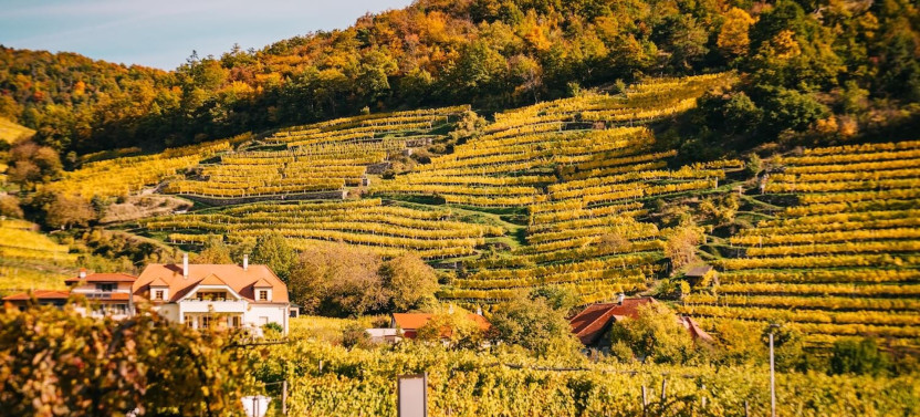 Burgenland & Neusiedler See Private Wine Tour