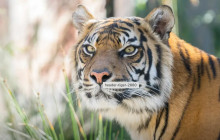 Napoli City Vision15