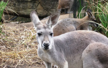 Napoli City Vision16