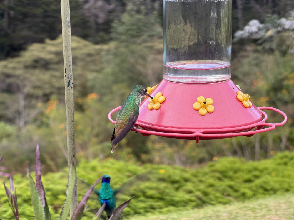 Flight of Colors: Hummingbird Adventure in Medellin