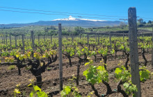 Sicily Excursions by Noema Viaggi - Day Tours6