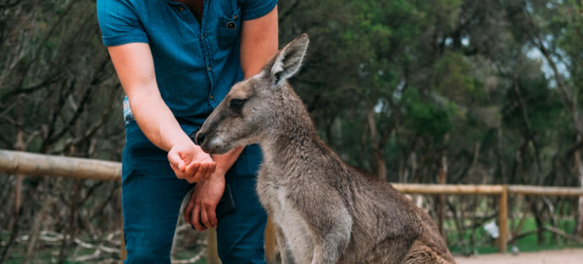 Mornington Peninsula Local – Private Day Tour