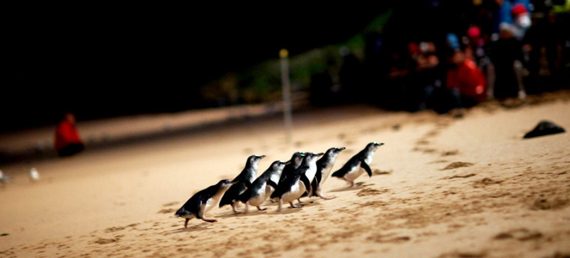 Phillip Island Penguin Experience – Private Day Tour