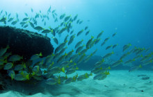Ocean Joy Cruises12