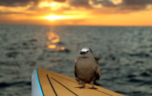 Ocean Joy Cruises12