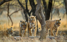 Taj Voyages Tour India6