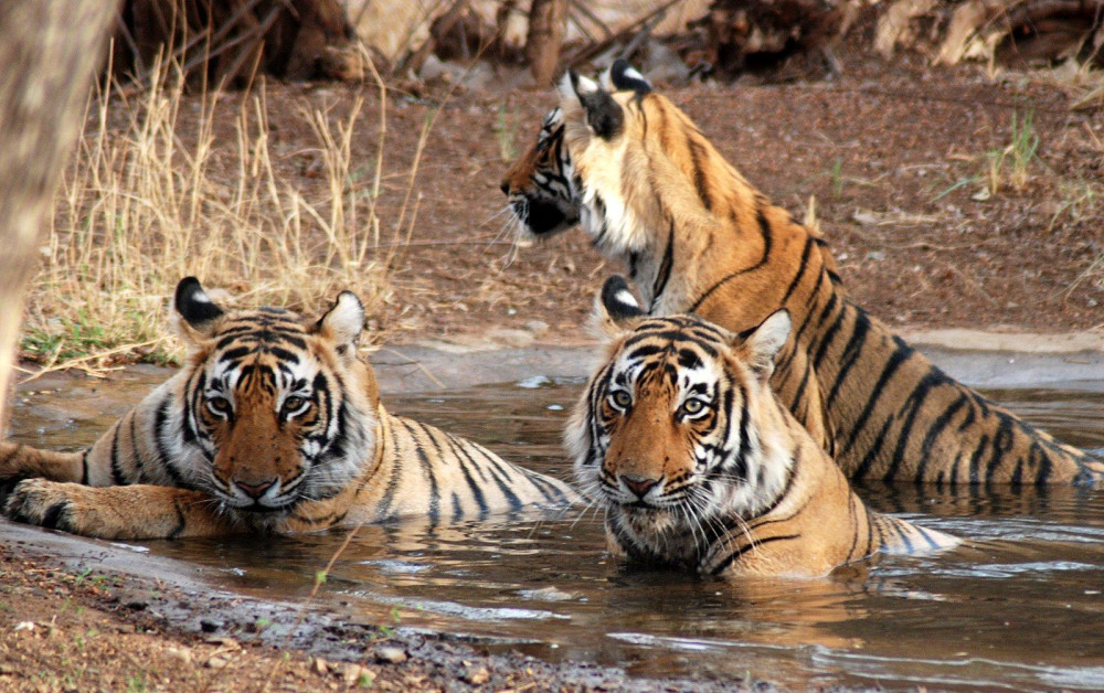 From Jaipur : Same day Ranthambore Tiger safari