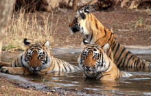 Taj Voyages Tour India1