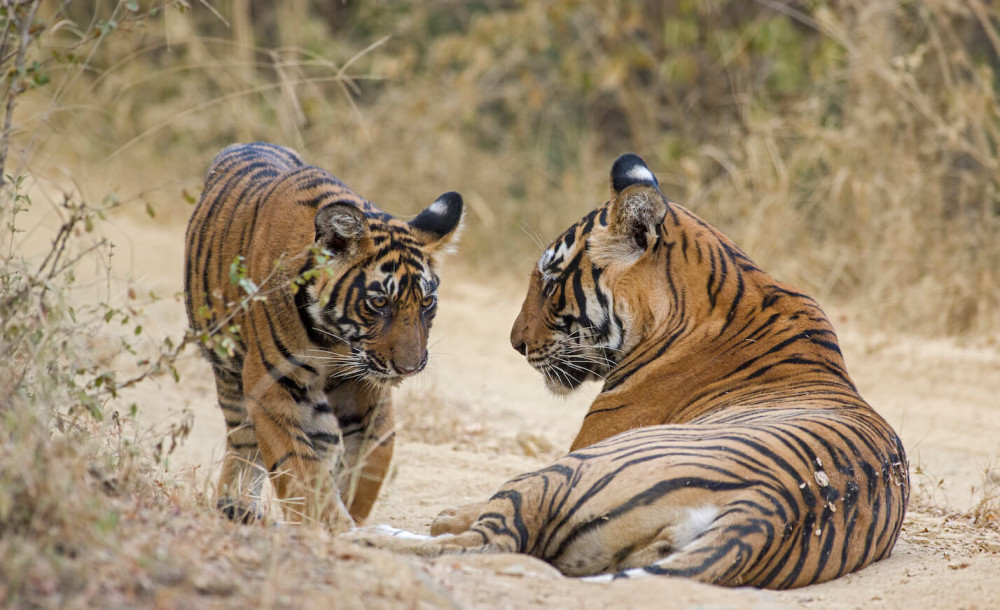 4-Day Golden Triangle Tour with Ranthambore Tiger Safari from Delhi