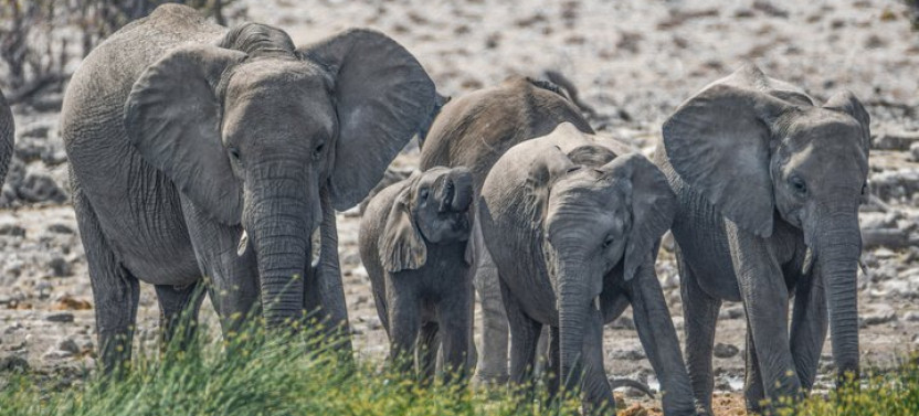 3 Day Etosha Express Accommodated Safari