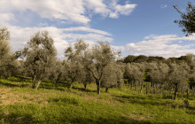 Fattoria San Michele a Torri2