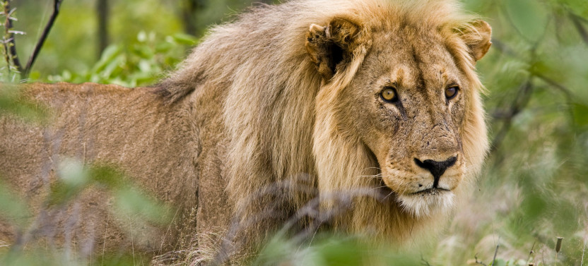 4 Day Etosha & Swakopmund Adventure Safari