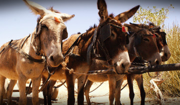 A picture of 4 Day Etosha & Swakopmund Adventure Safari