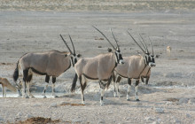 Chameleon Safaris2