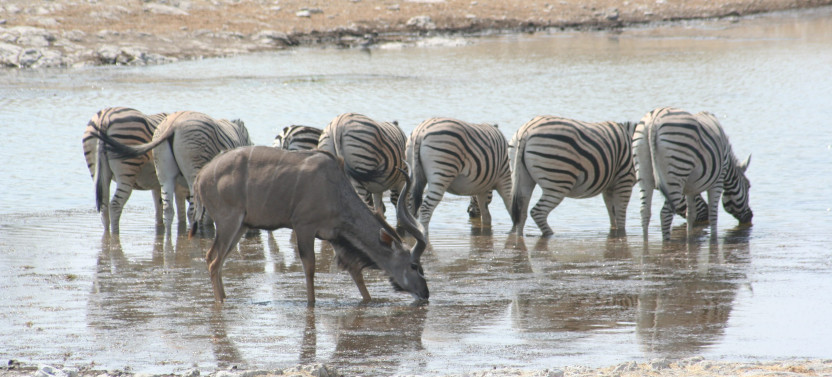 4 Day Etosha & Swakopmund Adventure Safari