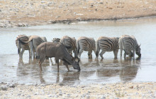 Chameleon Safaris3