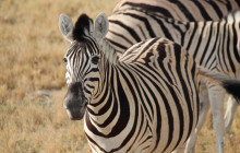 Chameleon Safaris5