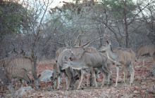 Chameleon Safaris7