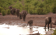 Chameleon Safaris9