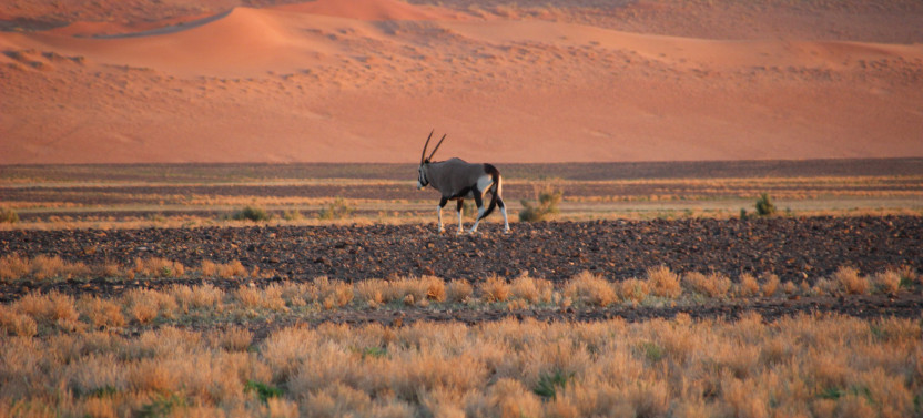 3 Day Namib and Sossusvlei Express Tour