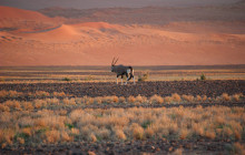Chameleon Safaris6