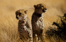 Chameleon Safaris7