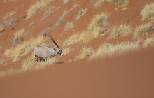 Chameleon Safaris11