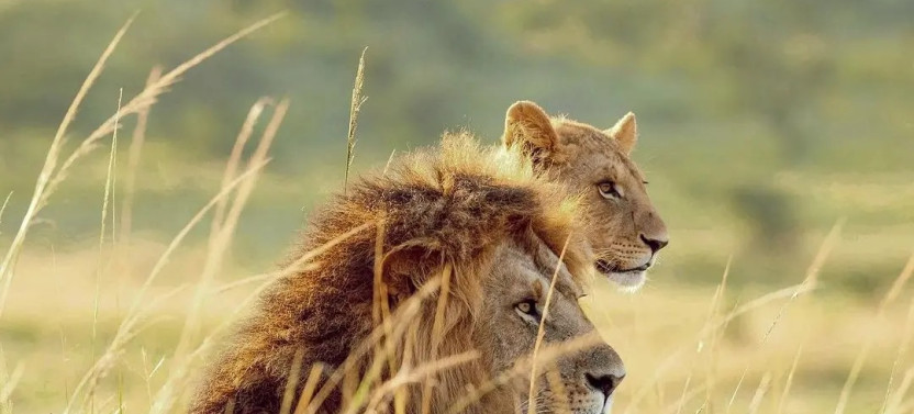 4 Days Masai Mara & Lake Nakuru Private Safari in a 4x4 Land Cruiser
