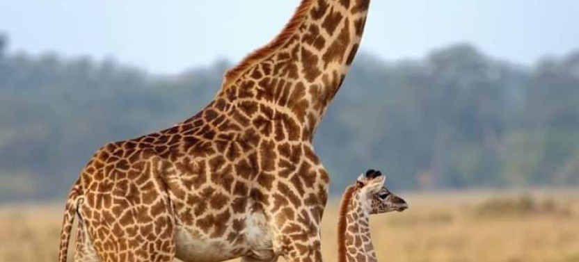 4 Days Masai Mara & Lake Nakuru Private Safari in a 4x4 Land Cruiser