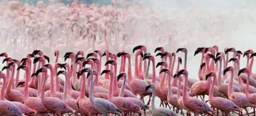 4 Days Masai Mara & Lake Nakuru Private Safari in a 4x4 Land Cruiser