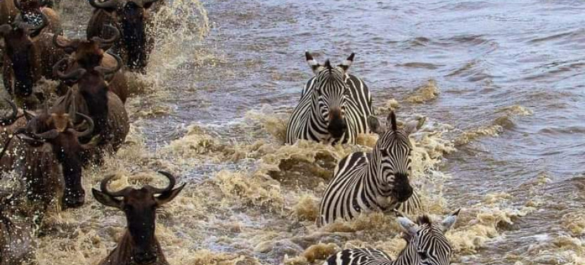 4 Days Masai Mara & Lake Nakuru Private Safari in a 4x4 Land Cruiser