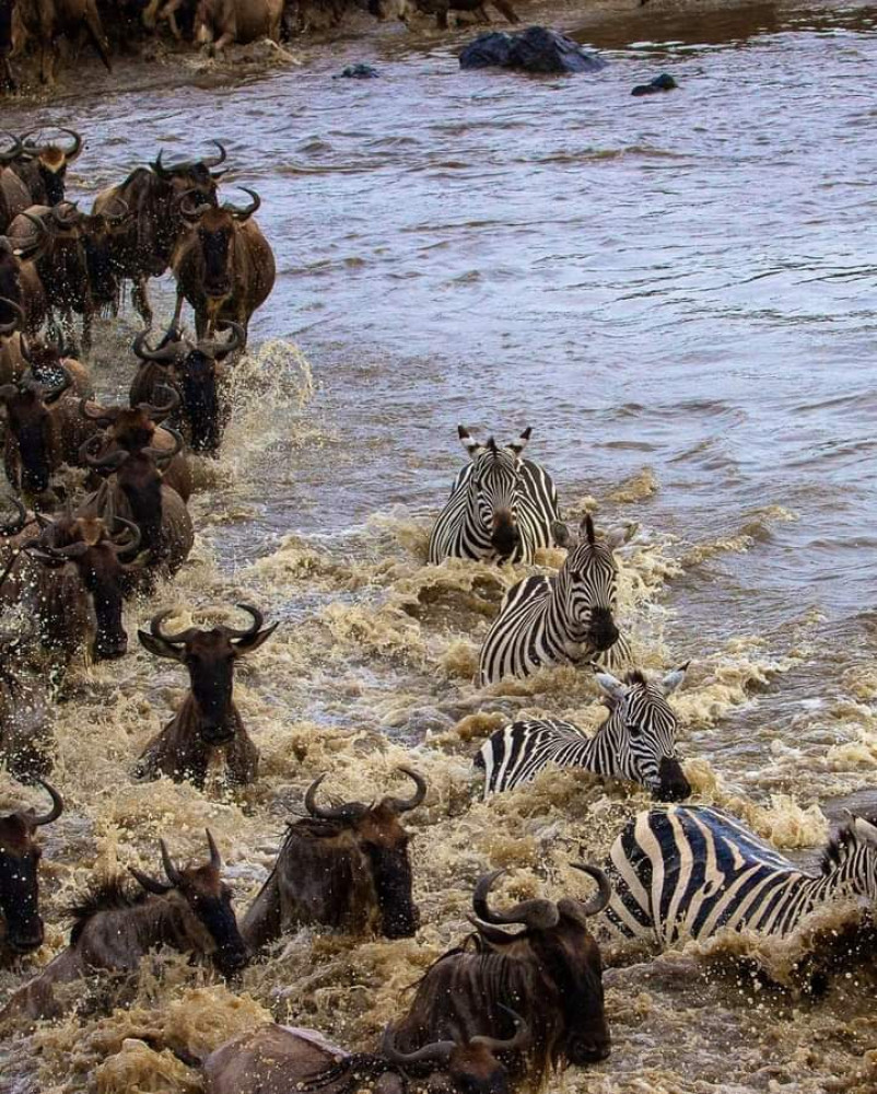 4 Days Masai Mara & Lake Nakuru Private Safari in a 4x4 Land Cruiser