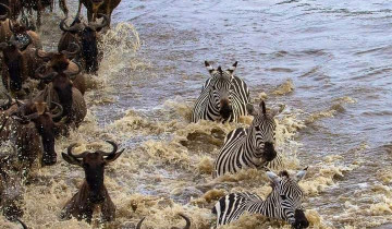 A picture of 4 Days Masai Mara & Lake Nakuru Private Safari in a 4x4 Land Cruiser