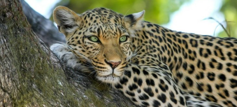 3-Day Private Masai Mara Safari with Stay at Mara Sopa Lodge
