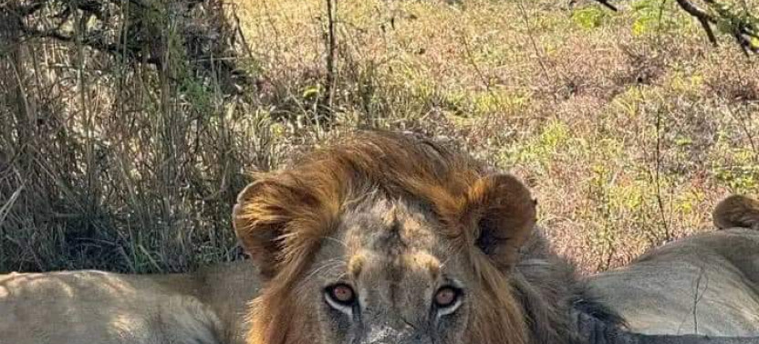 3-Day Private Masai Mara Safari with Stay at Mara Sopa Lodge
