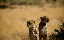 Chameleon Safaris7