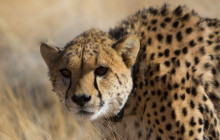 Chameleon Safaris16
