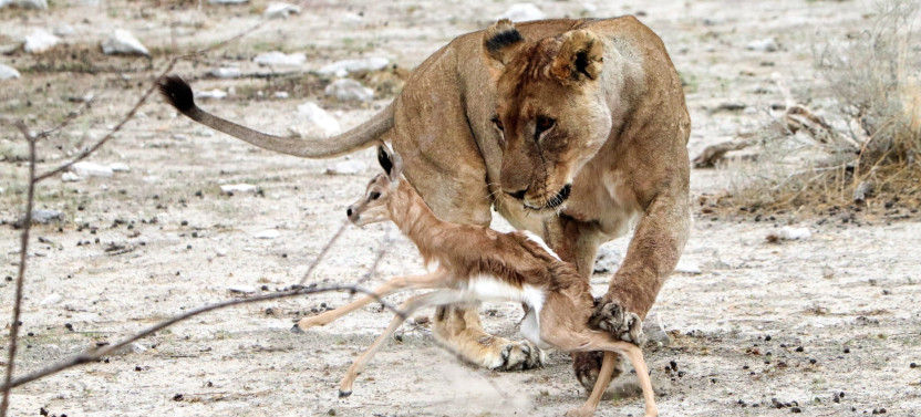 6 Day Dunes & Wildlife Experience Safari