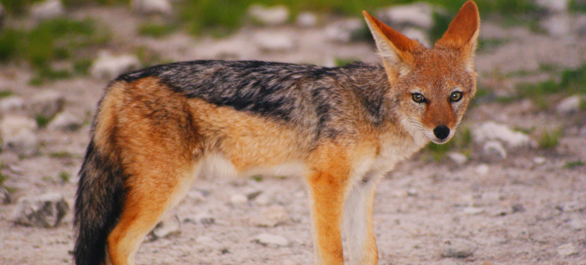 6 Day Dunes & Wildlife Experience Safari