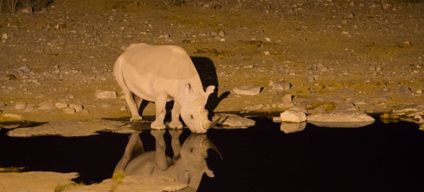 6 Day Dunes & Wildlife Experience Safari