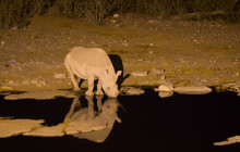 Chameleon Safaris4